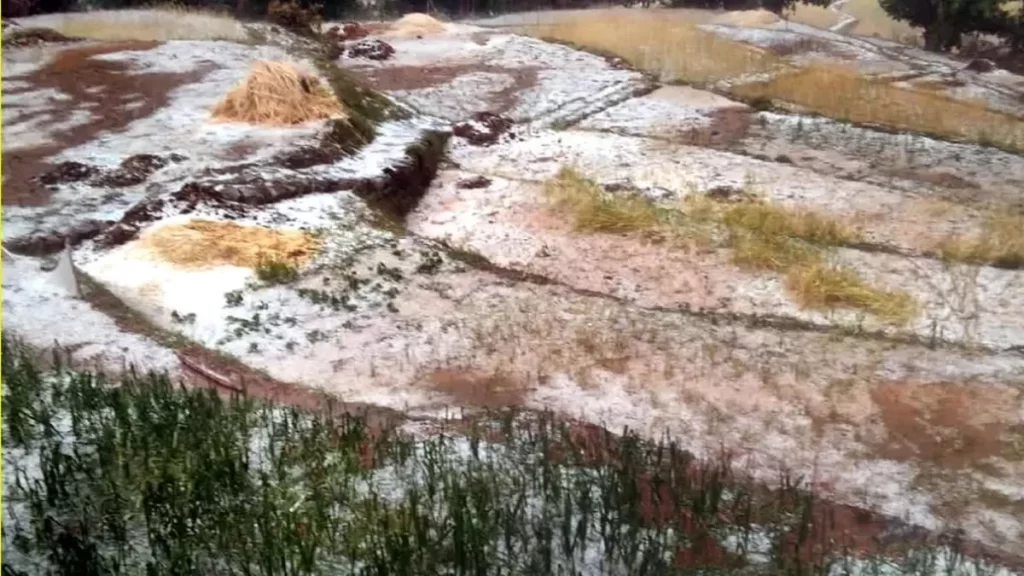 उत्तराखंड में बारिश और ओलावृष्टि के कारण बागवानी फसलों को भारी नुकसान