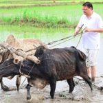 सीएम धामी ने खटीमा में की धान रोपाई, किसानों के श्रम को किया नमन