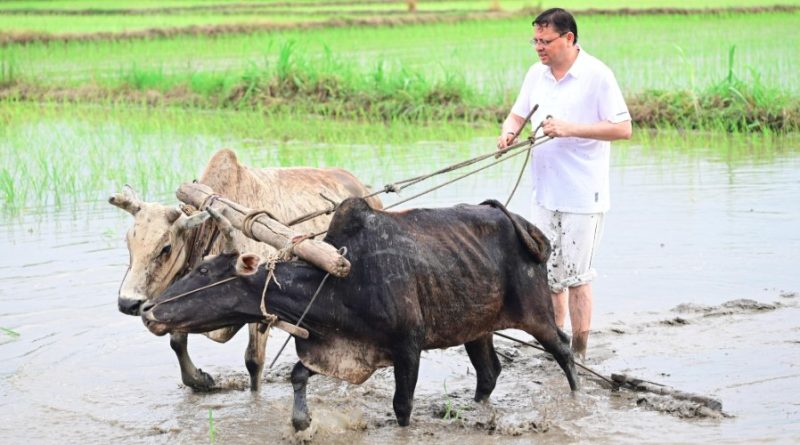 सीएम धामी ने खटीमा में की धान रोपाई, किसानों के श्रम को किया नमन