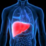 युवाओं में क्यों बढ़ रहा लिवर रोगों का खतरा, आइये जानते हैं इसके कारण