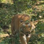 Chief Minister Pushkar Singh Dhami inaugurated Wildlife Week