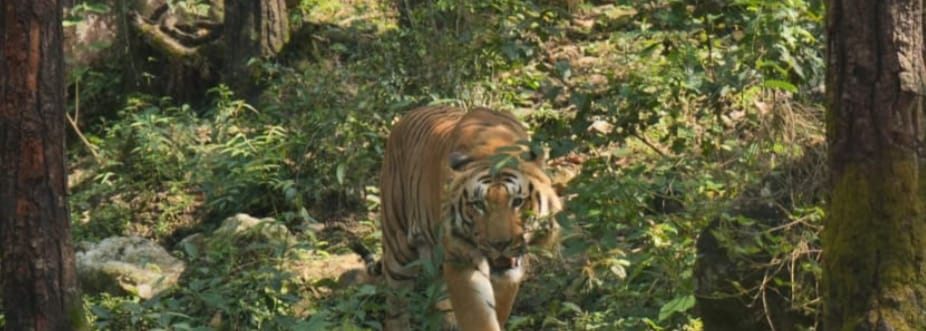 Chief Minister Pushkar Singh Dhami inaugurated Wildlife Week