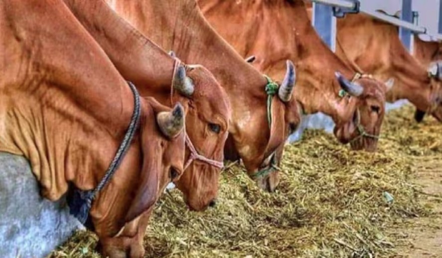 उत्तराखंड में पशुओं की 34 दवाओं पर लगा प्रतिबंध, FDA ने जारी किया आदेश