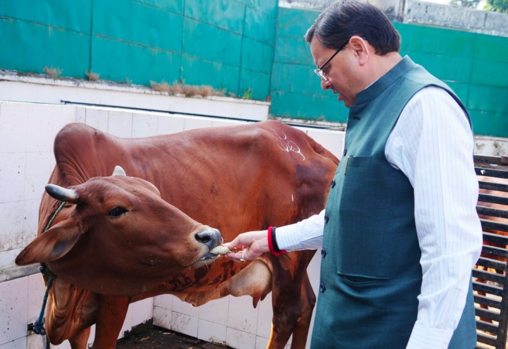 मुख्यमंत्री धामी ने गोवर्धन पूजा पर किया गौ माता का पूजन और सेवा