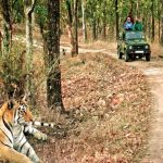 वन्यजीव प्रेमियों के लिए अच्छी खबर, 15 अक्टूबर से पर्यटकों के लिए खोल दिया जाएगा बिजरानी जोन