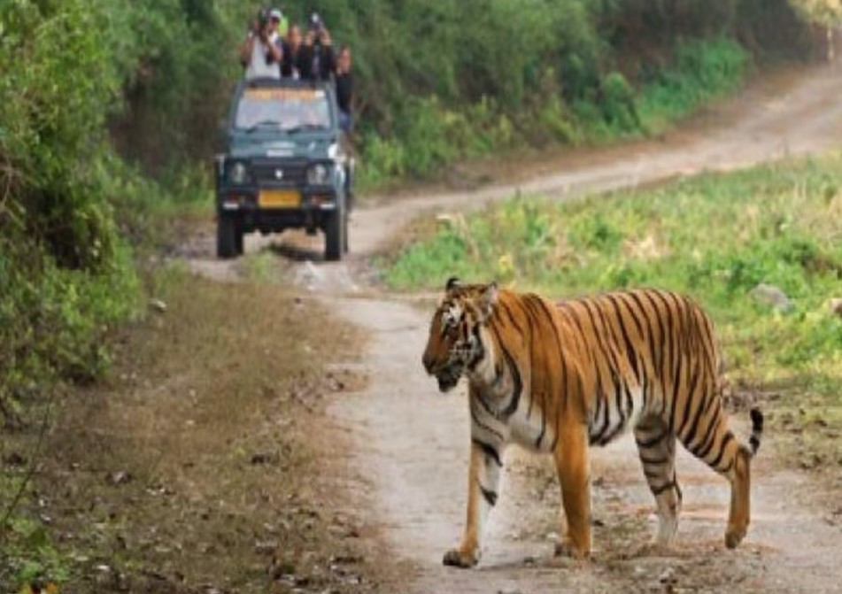 राजाजी टाइगर रिजर्व में 15 नवंबर से शुरू होगी जंगल सफारी